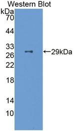 FSTL3 Antibody in Western Blot (WB)