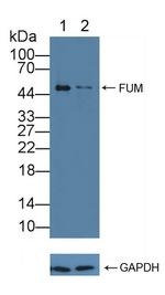 Fumarase Antibody in Western Blot (WB)