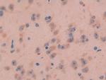 GAL Antibody in Immunohistochemistry (Paraffin) (IHC (P))