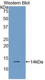 GAL Antibody in Western Blot (WB)