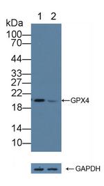 GPX4 Antibody in Western Blot (WB)