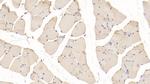 PYGM Antibody in Immunohistochemistry (Paraffin) (IHC (P))