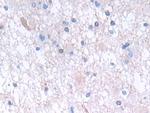 GLTP Antibody in Immunohistochemistry (Paraffin) (IHC (P))