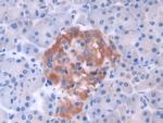 GLTP Antibody in Immunohistochemistry (Paraffin) (IHC (P))