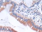 GLTP Antibody in Immunohistochemistry (Paraffin) (IHC (P))