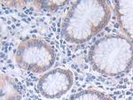 GLTP Antibody in Immunohistochemistry (Paraffin) (IHC (P))