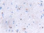 GLTP Antibody in Immunohistochemistry (Paraffin) (IHC (P))