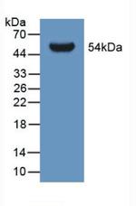 GLTP Antibody in Western Blot (WB)