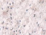 GRB10 Antibody in Immunohistochemistry (Paraffin) (IHC (P))