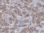 GBP4 Antibody in Immunohistochemistry (Paraffin) (IHC (P))