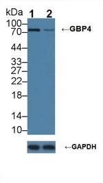 GBP4 Antibody in Western Blot (WB)