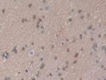 HSPA1A Antibody in Immunohistochemistry (Paraffin) (IHC (P))