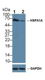 HSPA1A Antibody in Western Blot (WB)