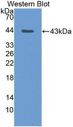 HSPA1A Antibody in Western Blot (WB)