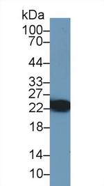 HSP27 Antibody in Western Blot (WB)