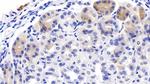 DHH Antibody in Immunohistochemistry (Paraffin) (IHC (P))