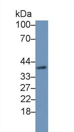 DHH Antibody in Western Blot (WB)