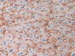 HBD Antibody in Immunohistochemistry (Paraffin) (IHC (P))