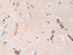 HBD Antibody in Immunohistochemistry (Paraffin) (IHC (P))