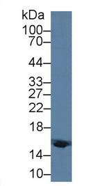 HBD Antibody in Western Blot (WB)