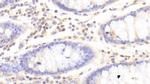 HPa1 Antibody in Immunohistochemistry (Paraffin) (IHC (P))