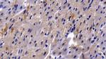 HBEGF Antibody in Immunohistochemistry (Paraffin) (IHC (P))