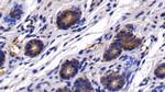 HBEGF Antibody in Immunohistochemistry (Paraffin) (IHC (P))