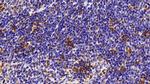 HMGB1 Antibody in Immunohistochemistry (Paraffin) (IHC (P))