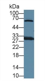 HMGB1 Antibody in Western Blot (WB)