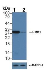 HMGB1 Antibody in Western Blot (WB)