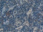 HMGB1 Antibody in Immunohistochemistry (Paraffin) (IHC (P))