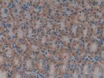 HMGB1 Antibody in Immunohistochemistry (Paraffin) (IHC (P))