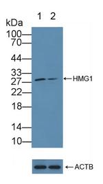 HMGB1 Antibody in Western Blot (WB)