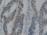 HMGB1 Antibody in Immunohistochemistry (Paraffin) (IHC (P))