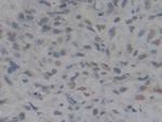 HMGB1 Antibody in Immunohistochemistry (Paraffin) (IHC (P))