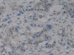 HMGB1 Antibody in Immunohistochemistry (Paraffin) (IHC (P))