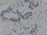 HMGB1 Antibody in Immunohistochemistry (Paraffin) (IHC (P))