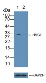 HMGB1 Antibody in Western Blot (WB)