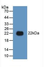 HMGB1 Antibody in Western Blot (WB)