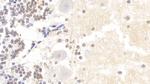 Histone H3 Antibody in Immunohistochemistry (Paraffin) (IHC (P))