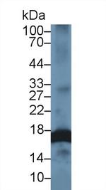 Histone H3 Antibody in Western Blot (WB)