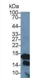 Histone H3 Antibody in Western Blot (WB)