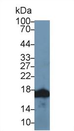 Histone H3 Antibody in Western Blot (WB)