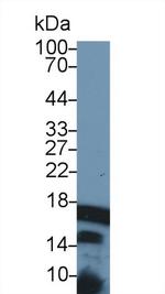 Histone H3 Antibody in Western Blot (WB)