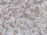 HCFC1 Antibody in Immunohistochemistry (Paraffin) (IHC (P))