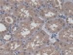 HCFC1 Antibody in Immunohistochemistry (Paraffin) (IHC (P))