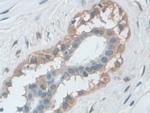 IDE Antibody in Immunohistochemistry (Paraffin) (IHC (P))