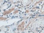 IDE Antibody in Immunohistochemistry (Paraffin) (IHC (P))