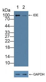 IDE Antibody in Western Blot (WB)