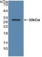 IDE Antibody in Western Blot (WB)